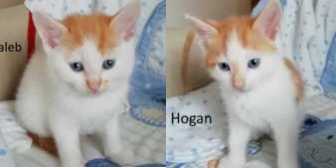 Caleb  & Hogan, from Whinnybank Cat Sanctuary, Newburgh, homed through Cat Chat