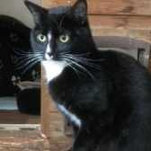 Bob, from Burton upon Stather Cat Rescue, Scunthorpe, homed through Cat Chat