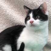 Parsnip, from Axholme Cat Rescue, Doncaster, homed through Cat Chat