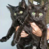 kittens homed through cat chat from Ipswich Animal Welfare Centre