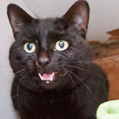 Arnold, black cat homed from kirkby cats home