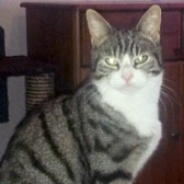 tabby cat homed from Cat Action Trust Leeds