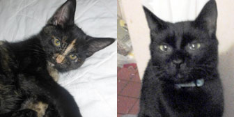 pair of cats homed chatham kent