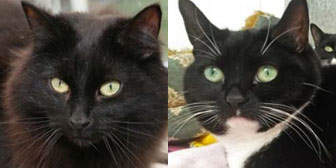 Rescue Cats Ellie and Jolly homed from Celia Hammond Animal Trust Sacnctuary