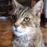 tabby cat homed bromley & district cat rescue