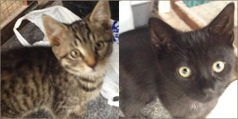 two kittens homed from burton joyce cat welfare