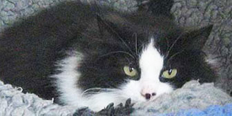 black and white cat homed from Tain cats protection