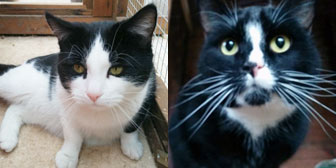 two cats homed carlisle