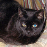 Summer, black cat homed from Cats Friends Northampton