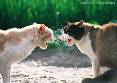 cats showing threatening behaviour