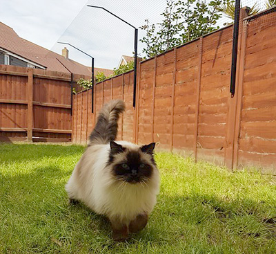 cat fencing boundary