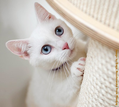 White cat on climbing tree