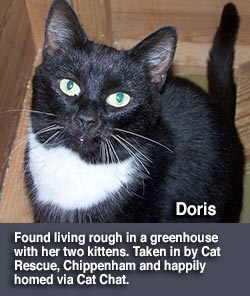 black and white rescue cat doris homed through cat chat