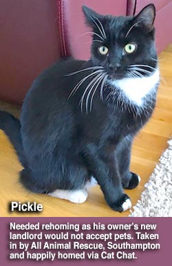 black and white rescue cat pickle homed through cat chat