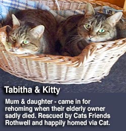 Two rescue cats tabby females homed through cat chat