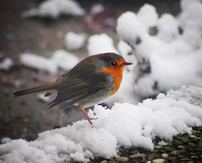 cold weather help for wildlife