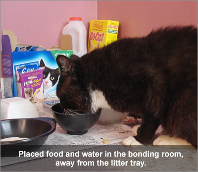 Cat eating in bonding room