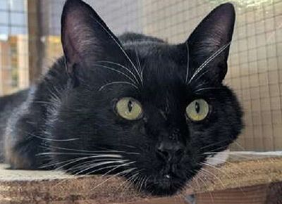 black cat with white whiskers and green eyes