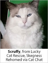 Scruffy from Lucky Cat Rescue (Skegness) - Homed
