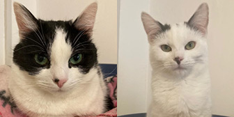 Rescue cats Potato and Fry from Cats In Crisis - Epsom, Surrey, need a home