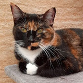 Rescue cat Ginny from Little Paws Cat Haven, Wolverhampton, West Midlands, needs a home