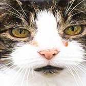 Rescue Cat Phoebe from Paws and Claws Animal Resceu Service, Haywards Heath, needs a home