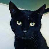 Rescue Cat Joe,  All Animal Rescue,  Southampton needs a home