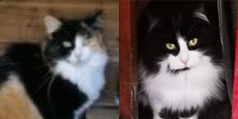 Rescue cats Lili and Louis from Pawprints Cat Rescue, Bradford, West Yorkshire, need a home