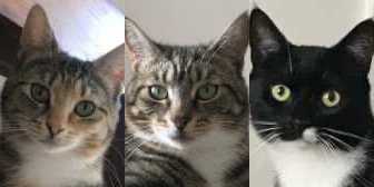 Rescue Cats  Ronnie, Roxy & Frankie,  Stray Cat Rescue Team West Midlands Wolverhampton needs a home