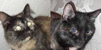 Rescue Cats Tortie & Shelley,  Feline Friends London, Hackney needs a home