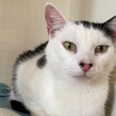 Rescue cat Cookie from Stour Valley Cat Rescue, Stourbridge, West Midlands, needs a home
