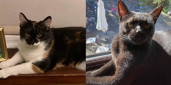  Rescue cats Isabella & Martha from Little Paws Cat Haven, Wolverhampton, needs home