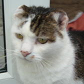 Rescue cat Jammie from Thanet Cat Club, Broadstairs, East Kent, needs a home