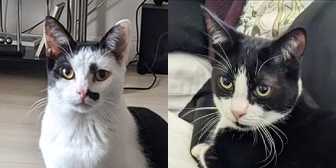 Rescue Cats Kinder & Chomp, ,Kings Heath Cat Rescue,  Birmingham needs a home