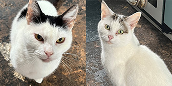 Rescue cats Missy and Bob from Cats Protection North Birmingham, Birmingham, West Midlands, need a home