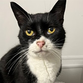 Rescue cat Rita from Maesteg Animal Welfare Society, Bridgend, Wales, needs a home
