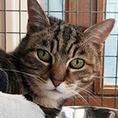 Rescue cat Tequila from Freshfields Animal Rescue Centre, Wales, Caernarfon, needs a home