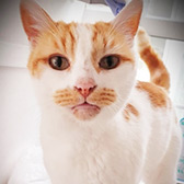 Rescue cat Bella from Furry Tails Feline Welfare, Blackpool, Lancashire, needs a home