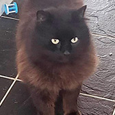 Rescue cat Dean from Thanet Cat Club, Broadstairs, East Kent, needs a home