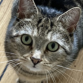 Rescue cat Kedi from 8 Lives Cat Rescue, Sheffield, Derbyshire, South Yorkshire, needs a home