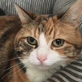 Rescue Cat Maisie from Lancashire Paws Cat Rescue, Lancashire, needs a home