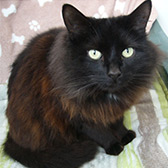 Rescue cat Silver from Thanet Cat Club, Broadstairs, East Kent, need a home