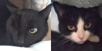 Rescue Cats Smokey & Freddie, The Ark Animal Rescue & Retirement Home,  Louth needs a home