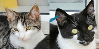 Rescue cats Ziggy and Shadow from Second Chance For Cats - N.E. Wales, Mold, Wales, need a home