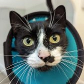 Rescue Cat Aurora, RSPCA - Bluebell Ridge Cat Rehoming Centre, Hastings needs a home