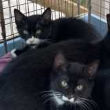Rescue Cats Bella & Benny, Cats in Crisis, Epsom needs a home