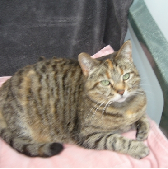 Rescue cat Belle from Thanet Cat Club, Broadstairs needs home