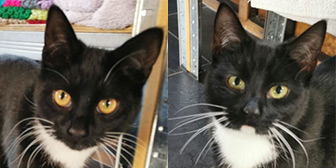 Rescue cats Ben and Jerry from Silk Cat Rescue, Macclesfield, Cheshire, Lancashire, need a home