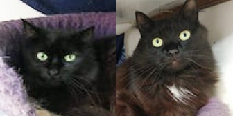 Rescue cats Blacky and Bibsy from Rolvenden Cat Rescue, Rolvenden, East Kent, West Kent