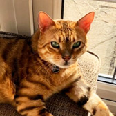 Rescue cat Brodie from MogsnDogs, Newcastle-upon-Tyne, Northumberland, Tyne and Wear, needs a home